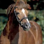 Constantin
