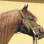 Ibn Galal I