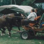Papuas<br /><i>W zaprzęgu Papuas na zdjeciach chodzi z prawej strony.</i>