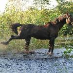 Labrador