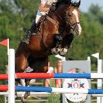 Larron ex Limerick Boy