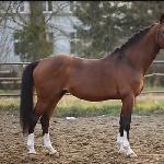 Larron ex Limerick Boy