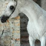 Alwaro<br />&copy; Stuart Vesty