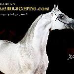 Alwaro - Alwaro 2009<br />&copy; Irina Filsinger