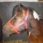Bircza - Klikowa 2009<br />&copy; kejti