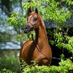 Alegra - Alegra 2013<br />&copy; Stuart Vesty