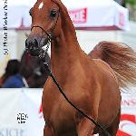 Alegra - Alegra 2008<br />&copy; Irina Filsinger