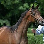 Wandalin<br />&copy; S. Iłenda