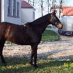 Dziewojka