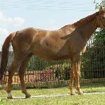 Rosalia - Rosalia_zootechniczne<br />&copy; Anna Rusin