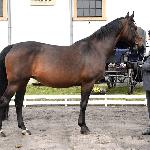 Rogatywka<br /><i>SK Racot, Wiosenny Przegląd Hodowlany 27 kwietnia 2017</i>
