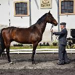Rogatywka<br />&copy; J.Ł.<br /><i>Wiosenny Przegląd Hodowlany w SK Racot 27 kwietnia 2018</i>