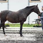 Rogatywka<br /><i>Przegląd Hodowlany 10.2019</i>