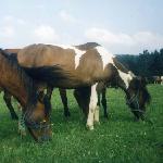Piknik - Piknik i Ilion<br />&copy; kejti