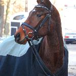 Drzemka - ZT Bogusławice 2010<br />&copy; Oliwia Chmielewska