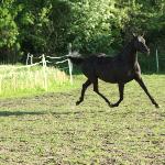 Panika<br />&copy; Danuta Schwedt