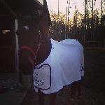 Nerina