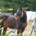 Nerina - Nerina w wieku prawie 20 lat.<br />&copy; Anna Pitura