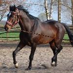 Kalmet