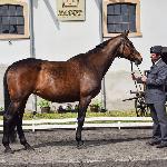 Inira<br />&copy; J.Ł.<br /><i>Wiosenny Przegląd Hodowlany w SK Racot 27 kwietnia 2018</i>
