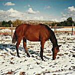 Aga - Aga w 1997 r.