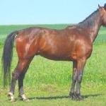 Kastor