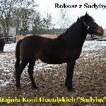 Rokosz z Sadyby