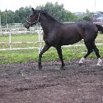 Zacna