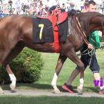 Amadis