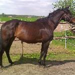 Danina - Danina