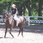 Hornet<br /><i>Forum voltahorse</i>