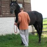 Hornet<br /><i>Forum voltahorse</i>