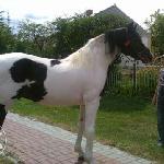 Rewal