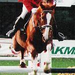 O'key - finały Championatów Młodych Koni - Legia Warszawa 2001r