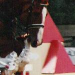 O'key - finały Championatów Młodych Koni - Legia Warszawa 2001r