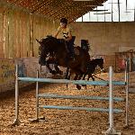 Amaretto - 2014<br />&copy; Klaudia Lorenc