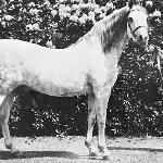 Raktha