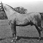 Raktha