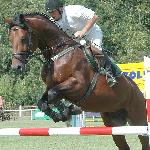 Almanzor L - Mistrzostwa Polski Młodych Koni w Skokach 2005