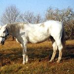 Ranczera / Ranhera - rok 2000<br />&copy; kejti