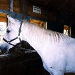 Ranczera / Ranhera - rok 1999<br />&copy; kejti
