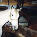 Ranczera / Ranhera - rok 1998<br />&copy; kejti