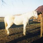 Ranczera / Ranhera - rok 1998<br />&copy; kejti