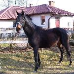 Cykada