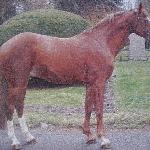 Arcygraf