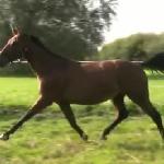 Alcantara