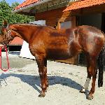 Arsa