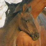 Ranga