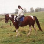 Holenderka
