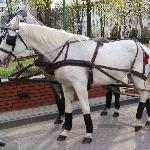Szałwia
